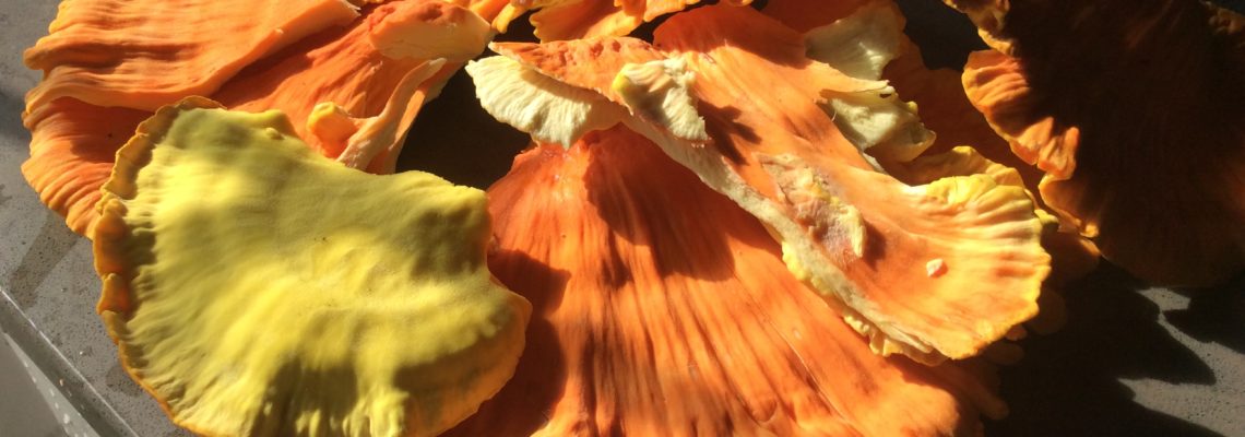 orange & yellow Chicken of the Woods mushroom