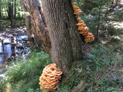 Chicken of the Woods shelf fungus growing on an ash tree by a brook