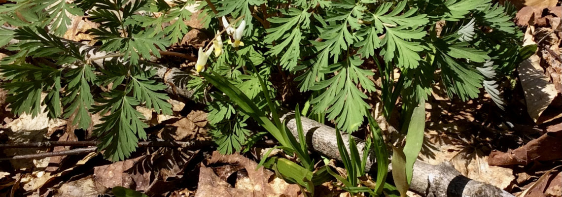 Dutchman's Breeches growing on forest floor