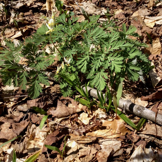 Dutchman's Breeches growing on forest floor