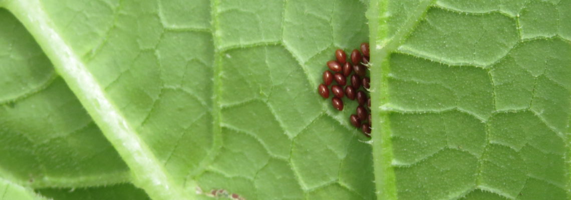 brown squash bug eggs on underside of green leaf