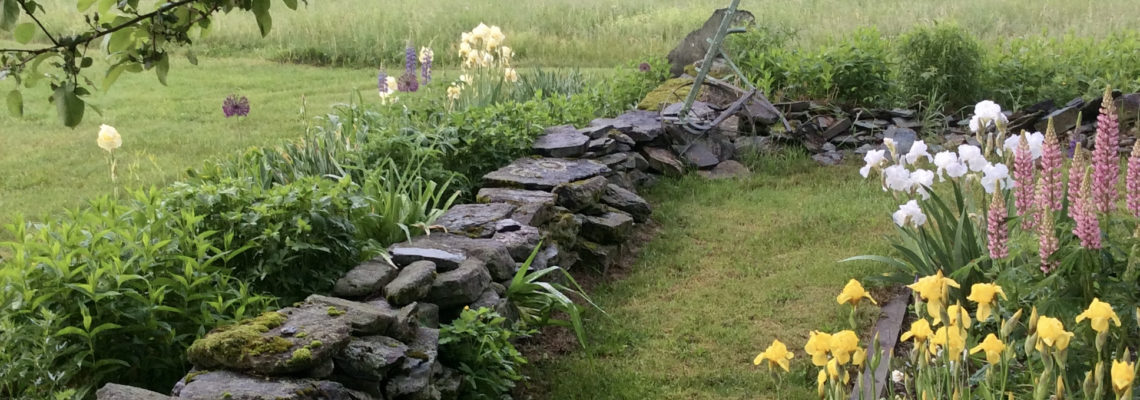 stone wall, white and yellow iris, pink lupine