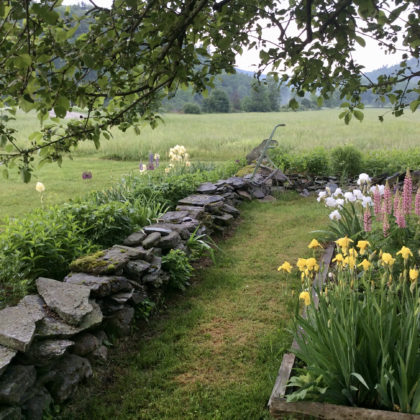 stone wall, yellow and white iris, pink lupine