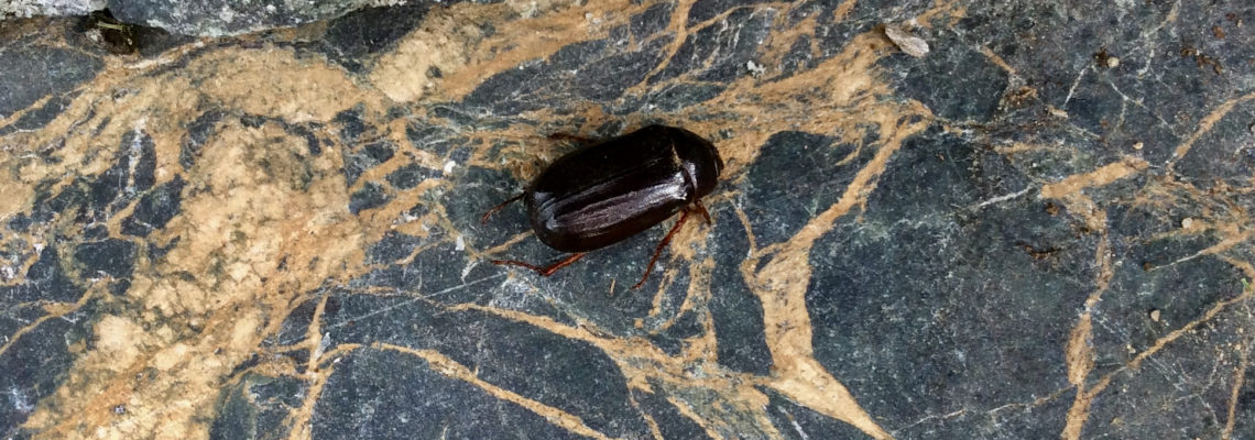 June bug on rock