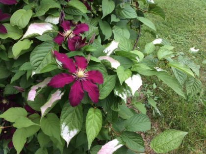 Nairobi clematis, Kiwi leaves