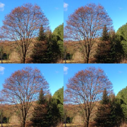 4 same images of red maple in spring