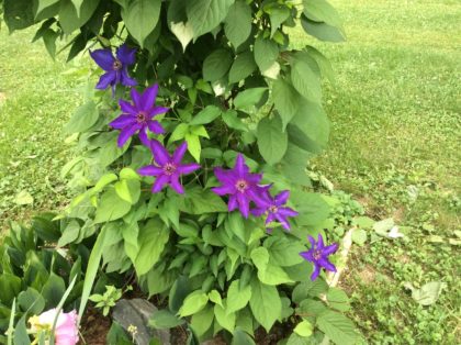 multi blue clematis