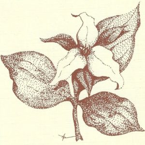 trillium