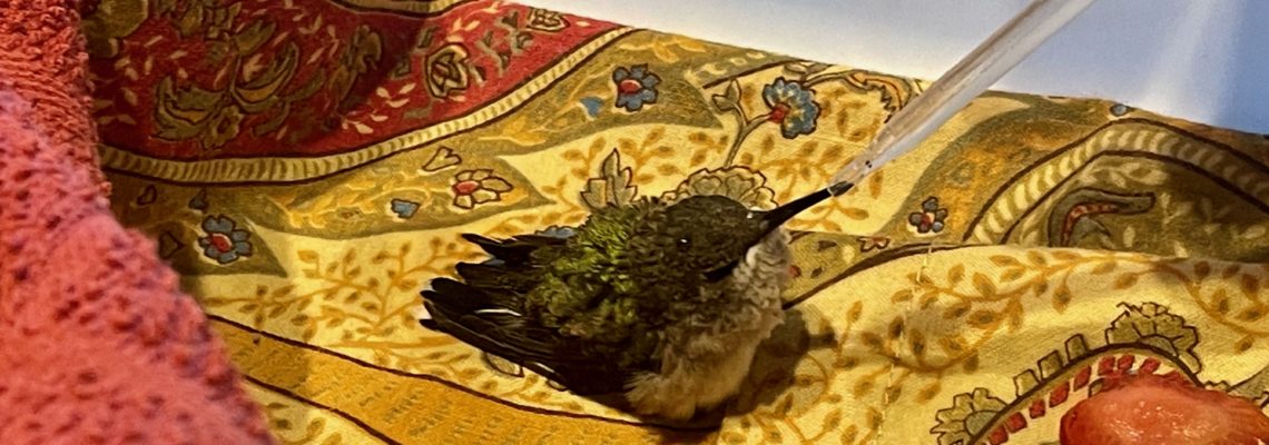 baby hummingbird being fed with an eyedropper