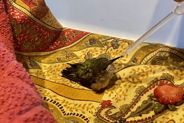 baby hummingbird being fed with an eyedropper