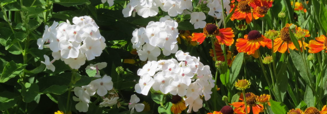 white phlox, orange sneezeweed, black-eyed susans