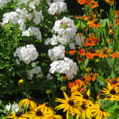 white phlox, orange sneezeweed, black-eyed susans