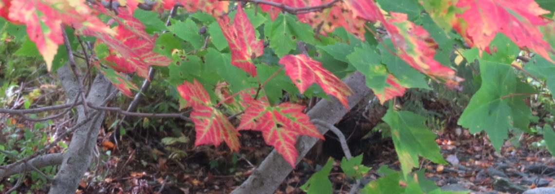 red, green maple leaves by stream