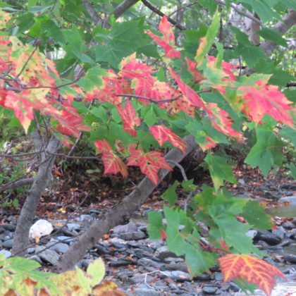 red, green maple leaves by stream