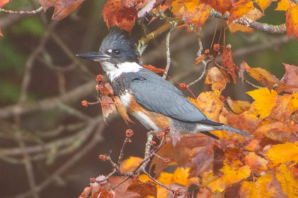 King Fisher female bird with blue grey above, white below plumage, pointed bill, rufous band