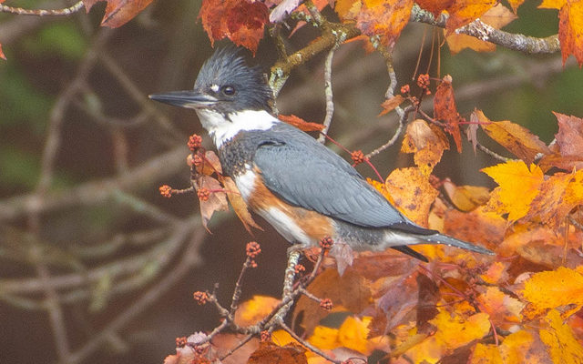 female King Fisher, bird, with blue gray above and white below plumage, rufous band on chest, pointer bill