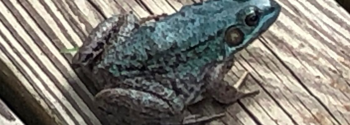 Blue Frog