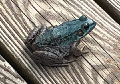 Blue Frog 1