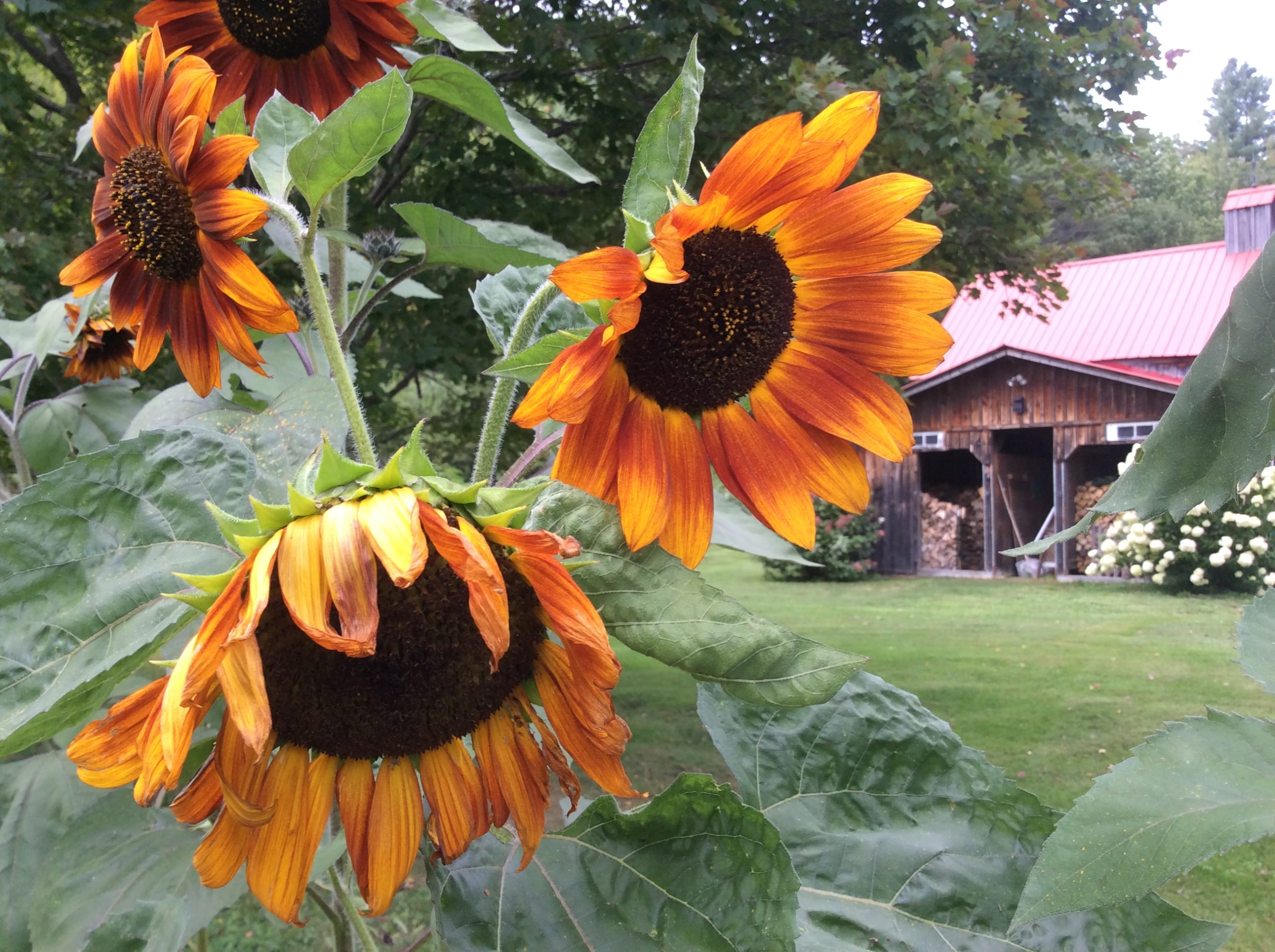 sunflowers, barn