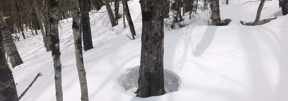 forest snow tree circles around trees