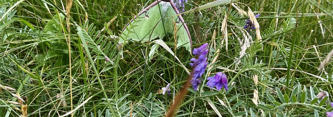 Luna moth, green wings, resting on grass, purple vetch
