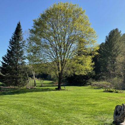Maple tree in early leafing out stage, green grass, balsam and white pine in background