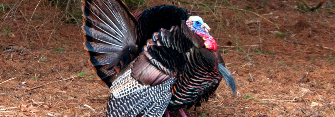 male eastern turkey