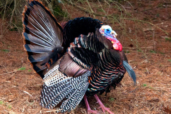 male eastern turkey