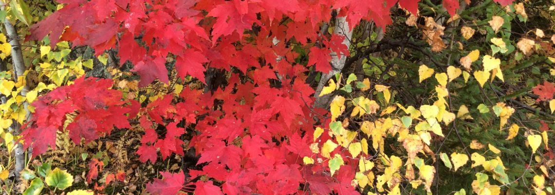 bright red maple leaves, yellow leaves