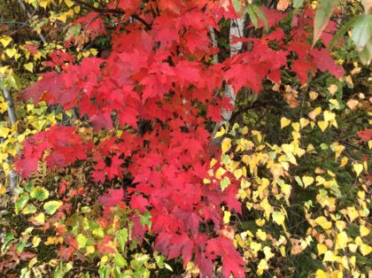 bright red maple leaves and yellow leaves