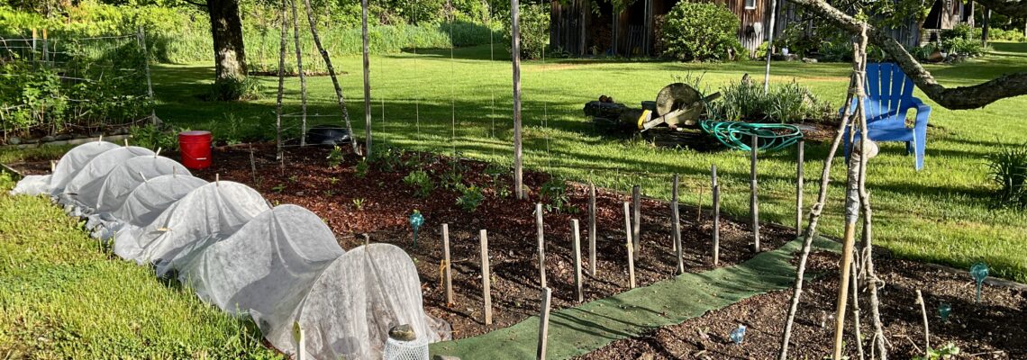Rows of newly planted garden with stick teepee and cloth covered row of cabbage.