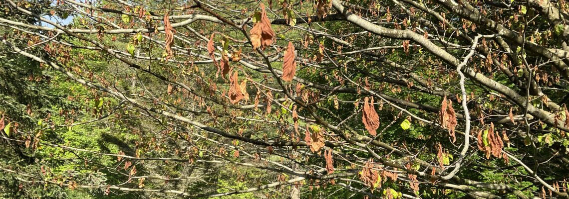 Beech leaves showing destruction by late frost