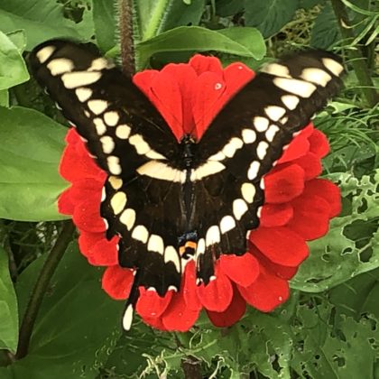 swallowtail butterfly on red zinnia
