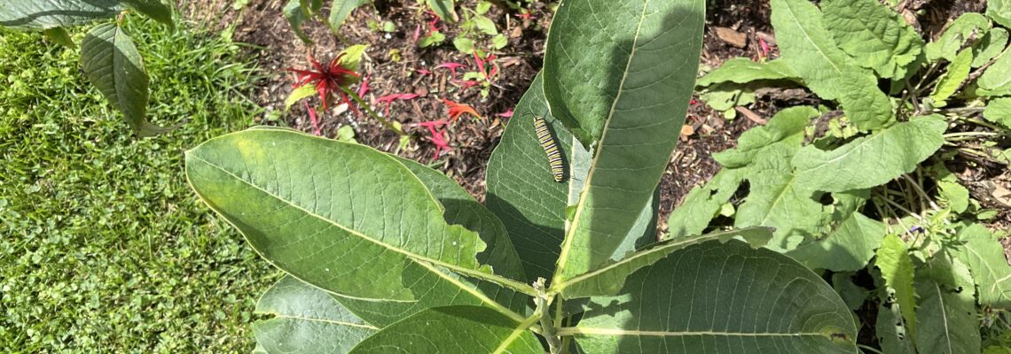 monarch caterpillar on Milkweed plant