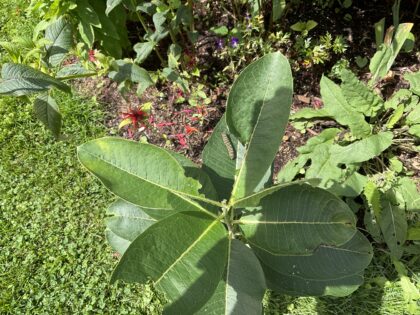 monarch caterpillar on milkweed plant