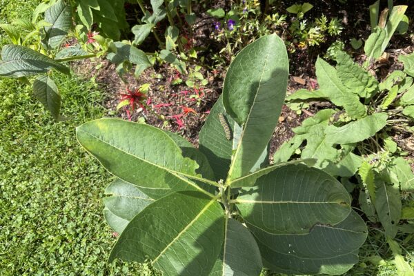 monarch caterpillar on Milkweed plant