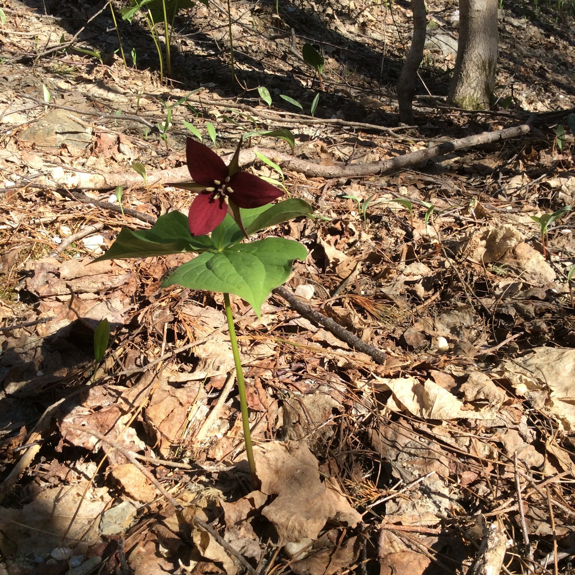 red trillium