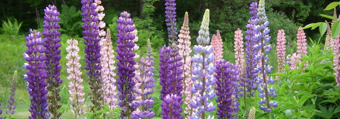 purple & pink lupine