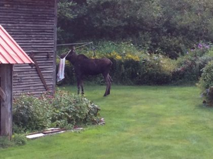 moose stuck on clothesline, barn