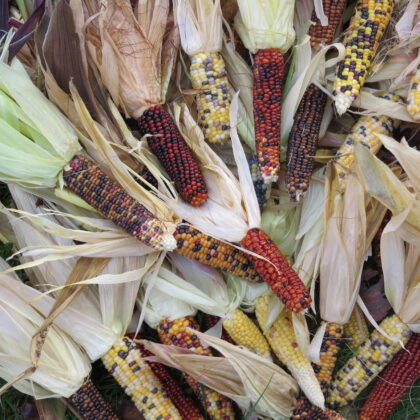red, yellow purple Indian corn