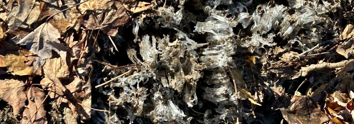 forest floor with dried leaves and Needle Ice