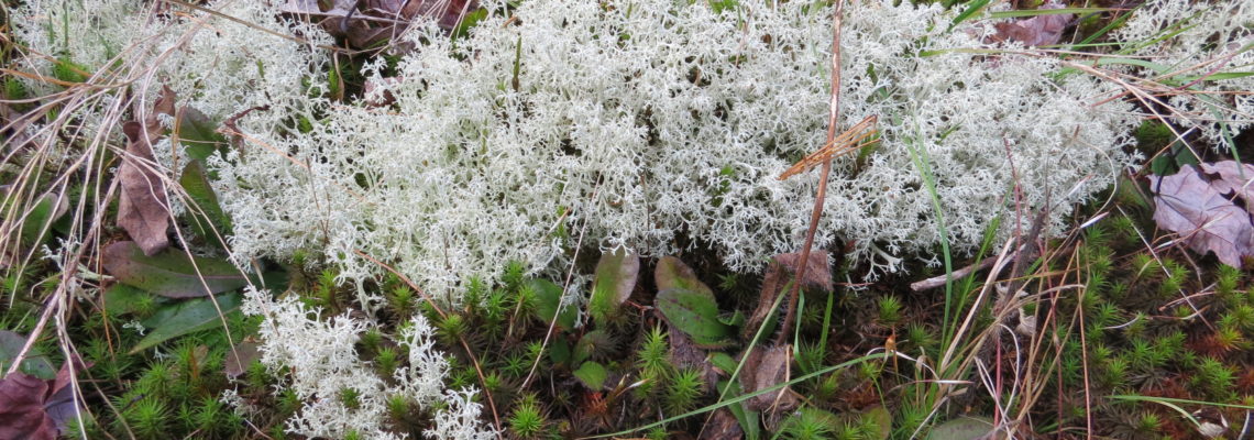 Reindeer lichen growing on green forest floor