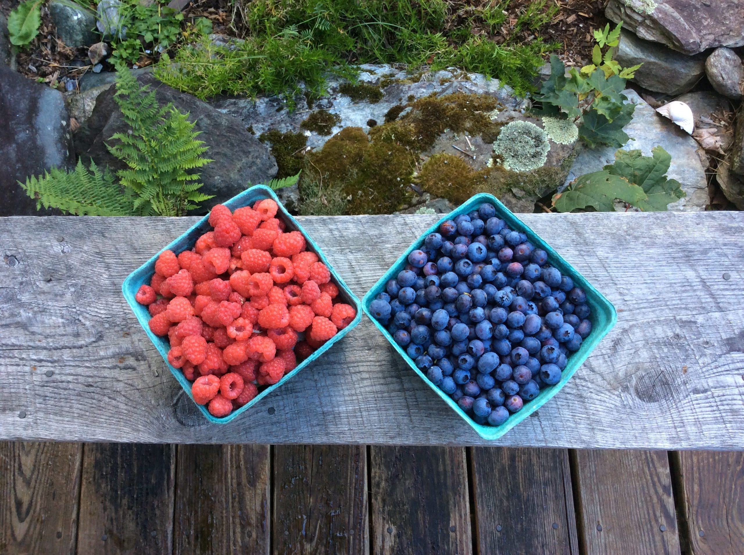 basket of blueberries and basket of raspberries