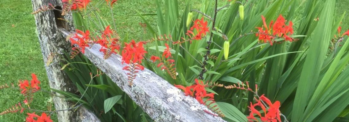 header, red crocosmia, red fence