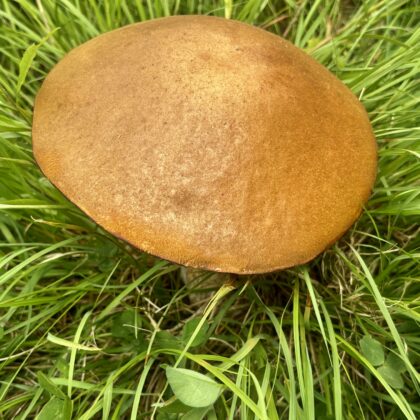 large, light brown mushroom