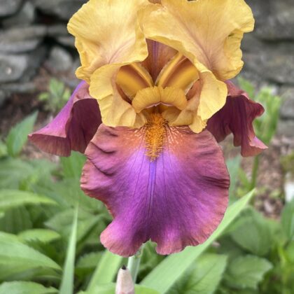 purple and gold iris