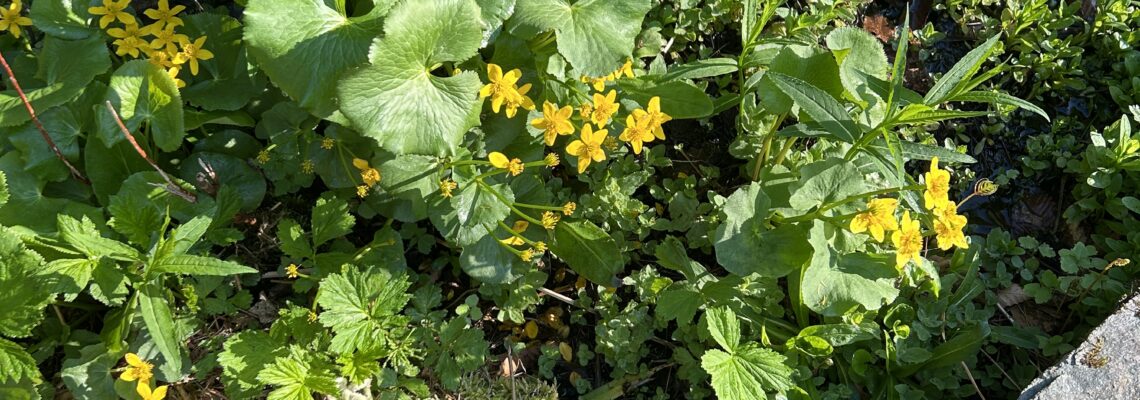 Marsh Marigolsd, yellow flowers, green foliage