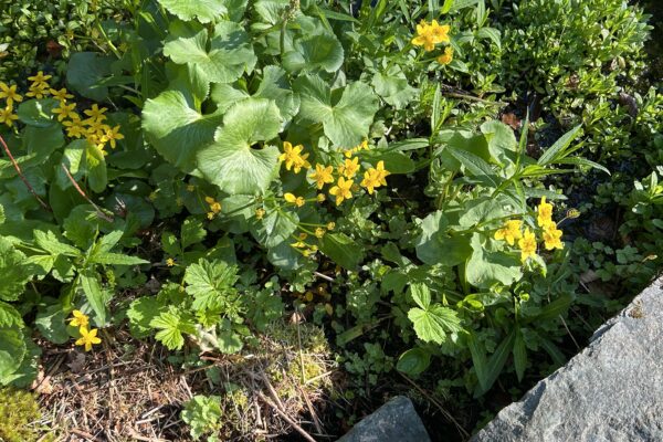 Marsh Marigolsd, yellow flowers, green foliage