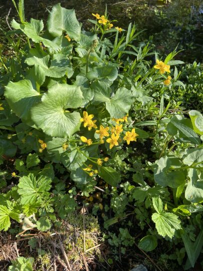 Marsh Marigolds, yellow flower, green foliage