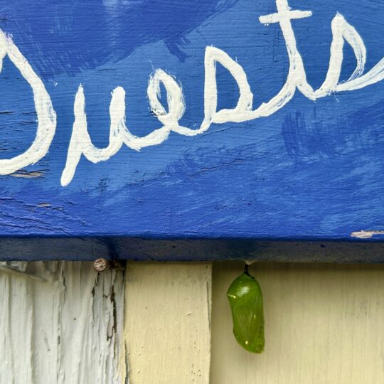 Monarch butterfly chrysalis hanging from the blue Guest sign at Johnnycake Flats Inn